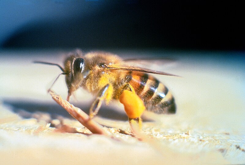 Africanized Bee (Apis Mellifera, Scutellata Lepeletier)