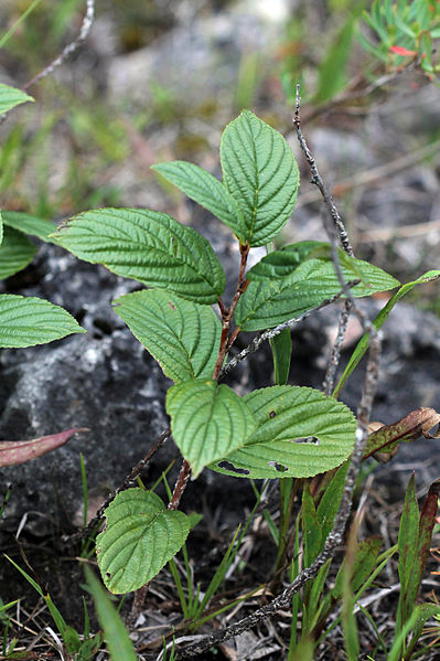 Alderleaf-Buckthorn-Rhamnus-Alnifolia-1