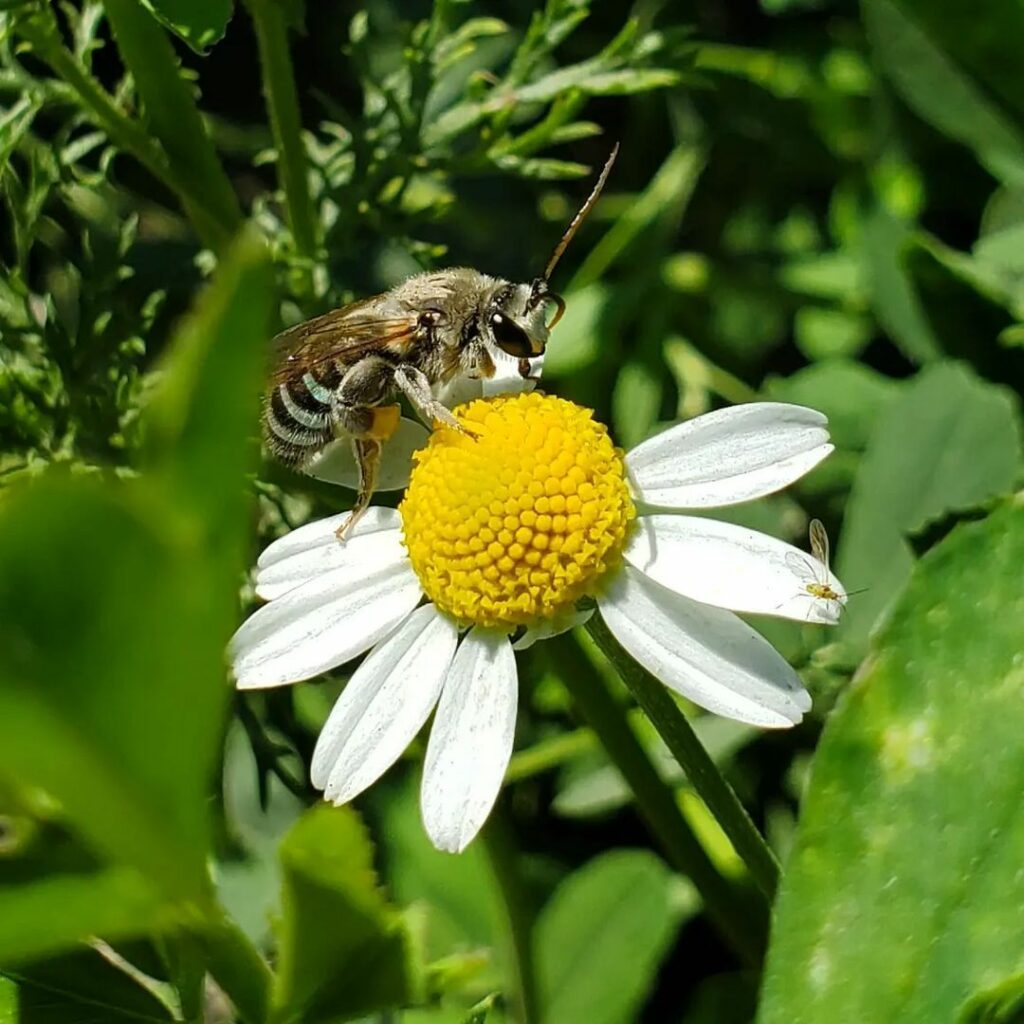 Alkali Bee (Nomia Melanderi)