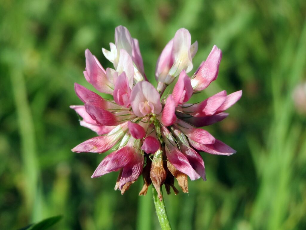 Alsike Clover (Trifolium Hybridum)