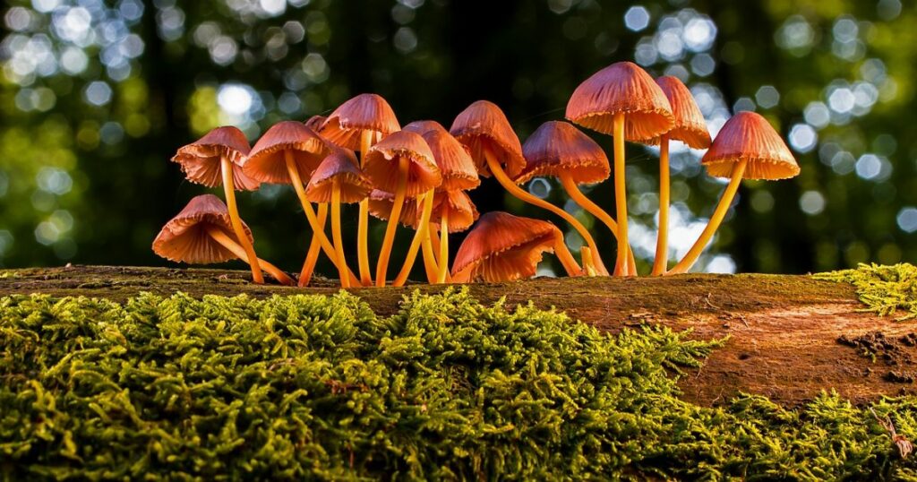 Bunch of Small Mushrooms