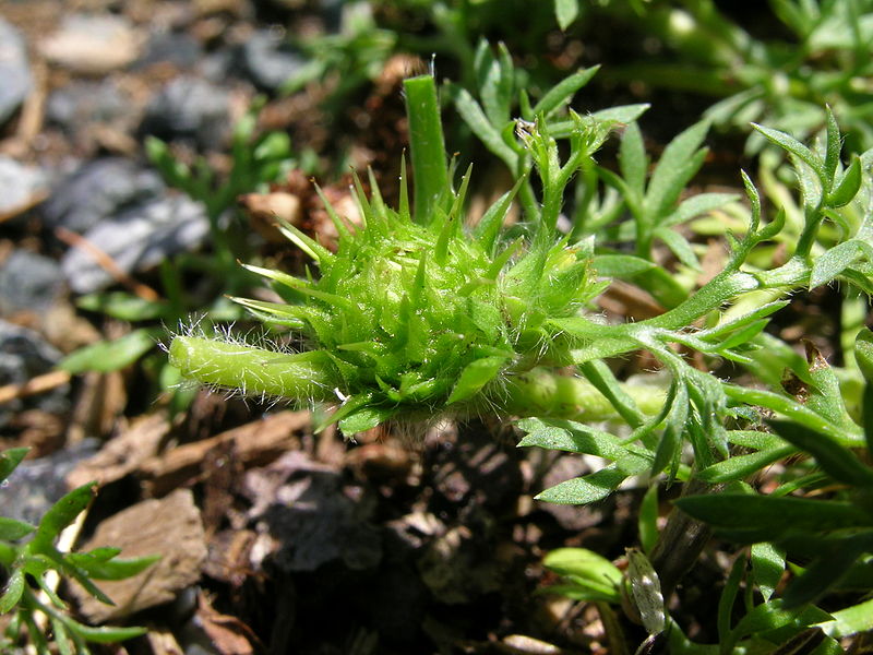 Burrweed (Xanthium Spinosum)