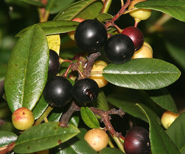 California-Buckthorn-Coffeeberry-Rhamnus-Californica