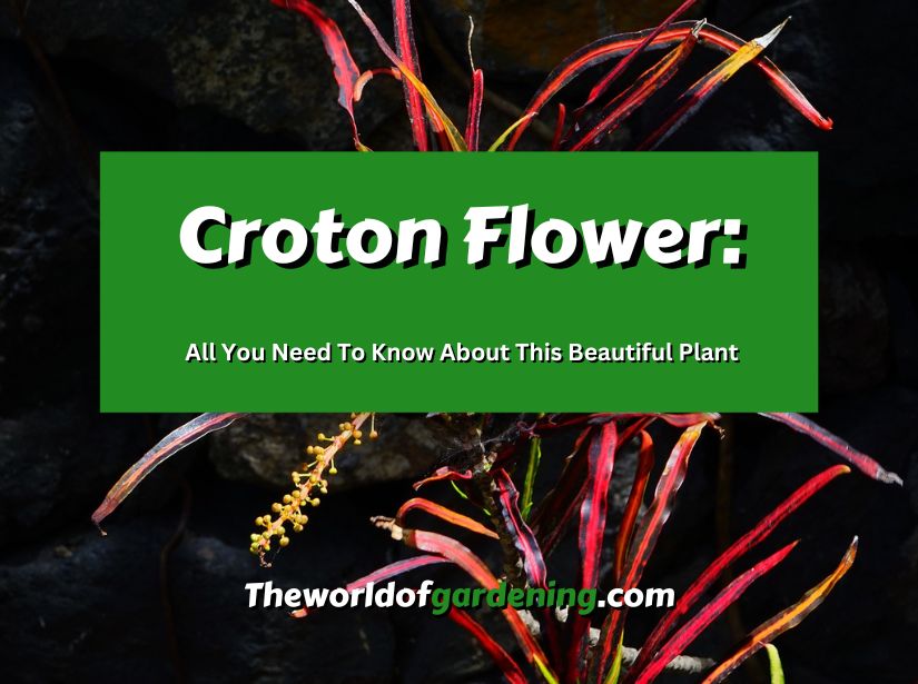 Croton Flower All You Need To Know About This Beautiful Plant featured image