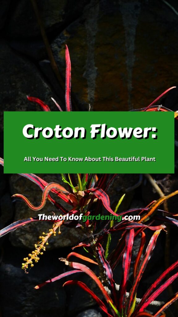 Croton Flower All You Need To Know About This Beautiful Plant pinterest image