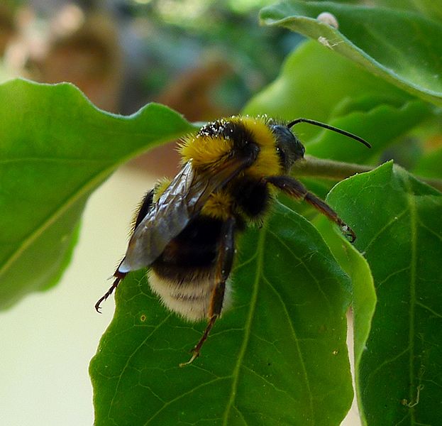 Cuckoo Bumble Bees (Psithyrus)