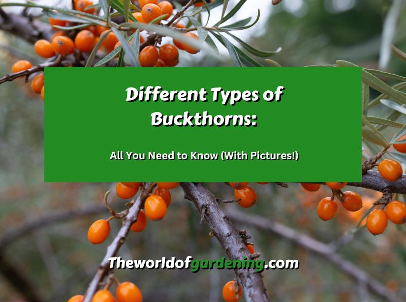 Different Types of Buckthorns All You Need to Know (With Pictures!) featured image 1