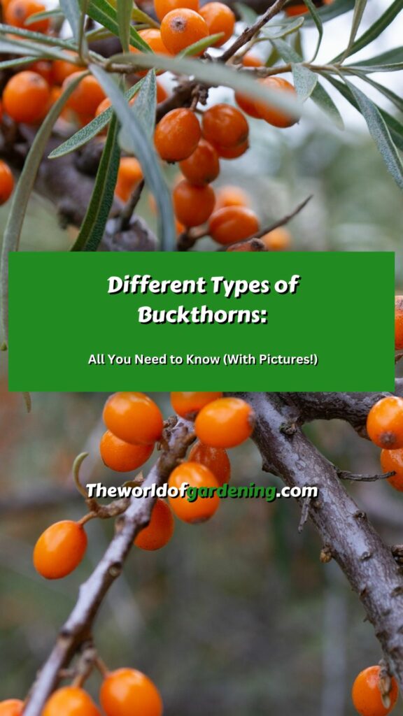 Different Types of Buckthorns All You Need to Know (With Pictures!) pinterest image 1