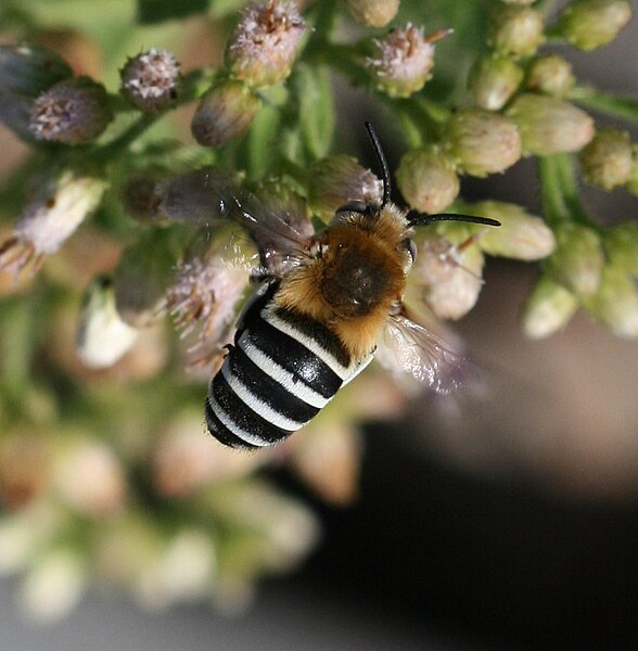 Digger Bees (Anthophorini)