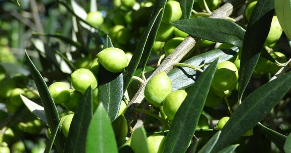 European Olive (Olea Europaea)