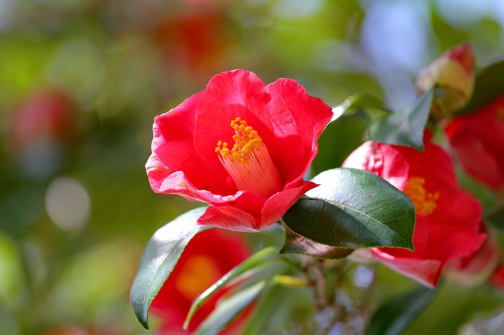 Evergreen Red Flowering Camellia Shrubs (Camellia sinensis, Camellia japonica)