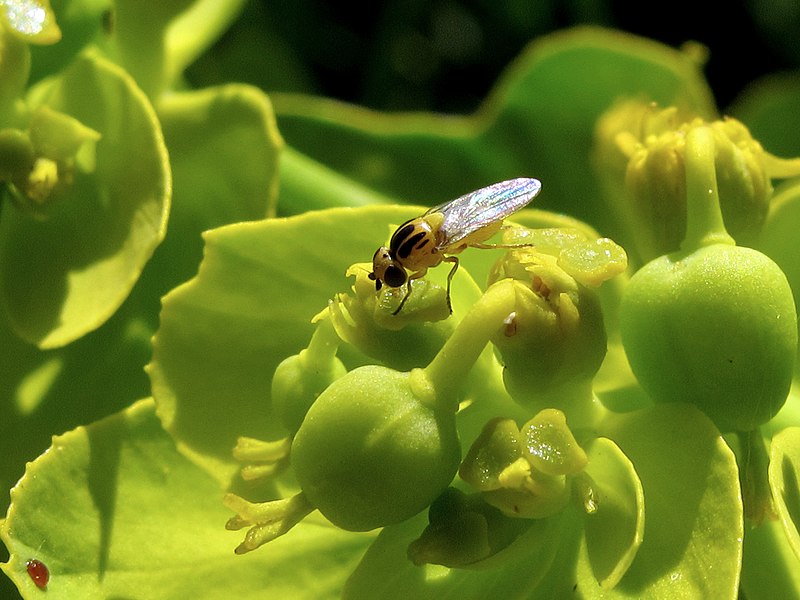 Fruit Fly on a Plant