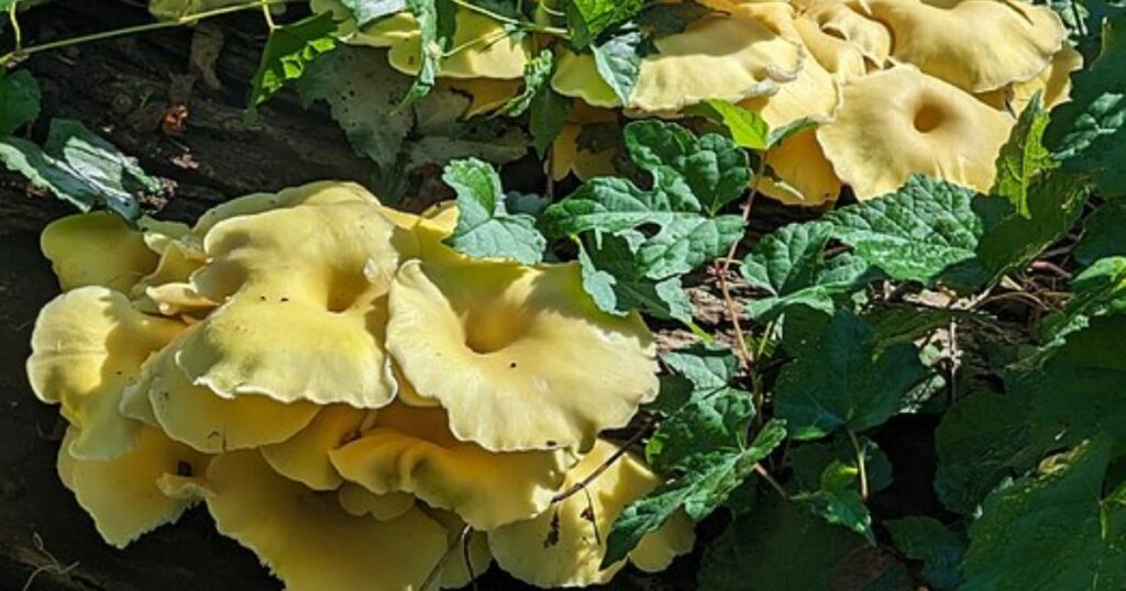 Golden Oyster Mushrooms (Pleurotus Citrinopileatus)