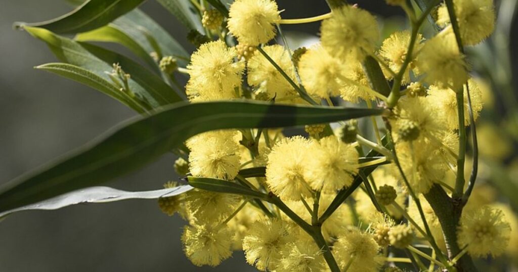 Golden Wreath Wattle (Acacia Saligna)