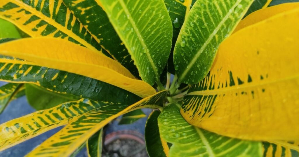 Green and Yellow Croton Leaves