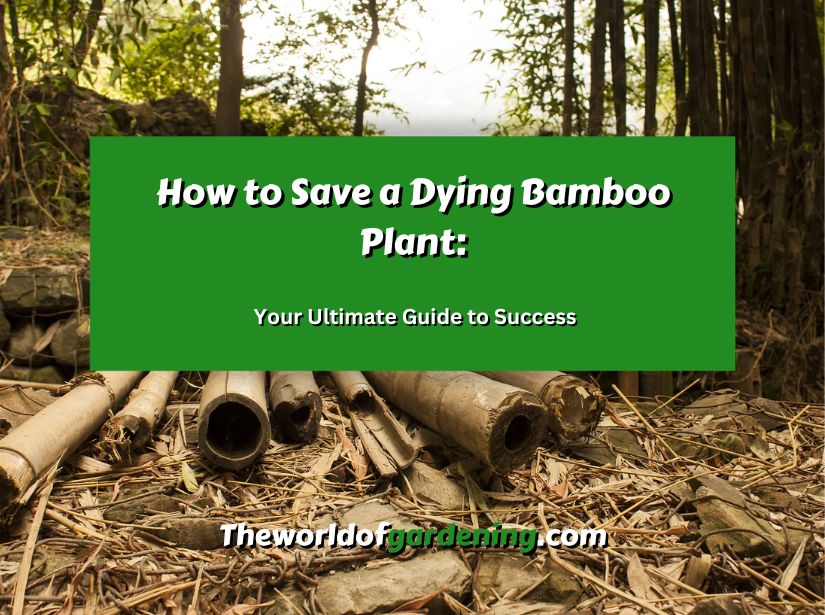 How to Save a Dying Bamboo Plant Your Ultimate Guide to Success featured image 1