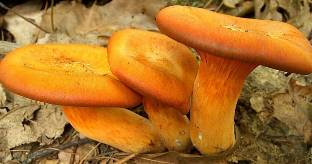 Jack-O-Lantern mushroom (Omphalotus Illudens)