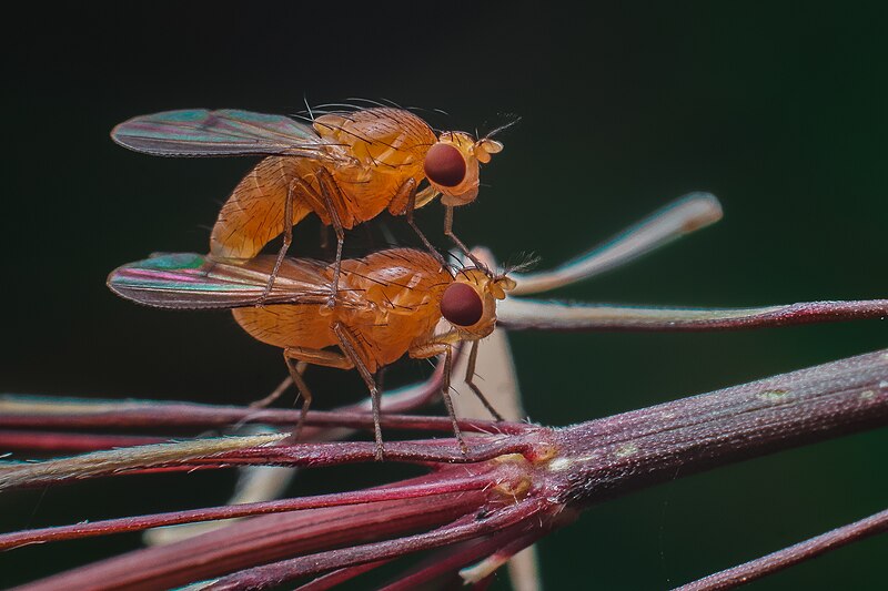 Mating Fruit Fly