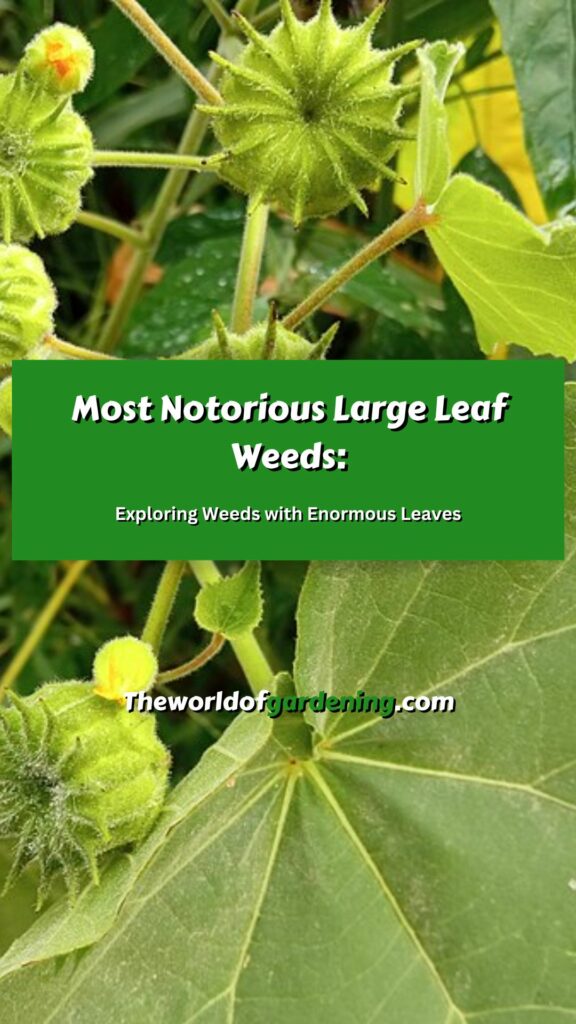 Most Notorious Large Leaf Weeds Exploring Weeds with Enormous Leaves pinterest image