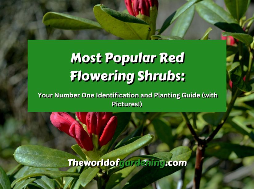 Most Popular Red Flowering Shrubs Your Number One Identification and Planting Guide (with Pictures!) featured image