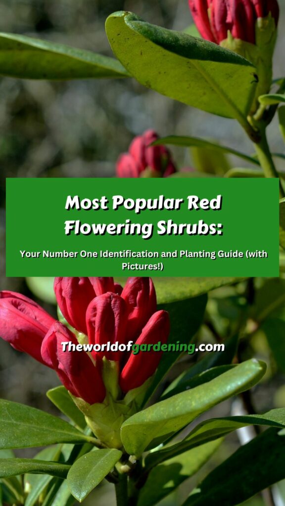 Most Popular Red Flowering Shrubs Your Number One Identification and Planting Guide (with Pictures!) pinterest image