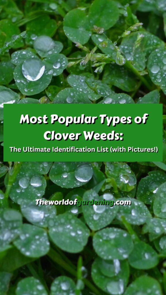 Most Popular Types of Clover Weeds The Ultimate Identification List (with Pictures!) pinterest image