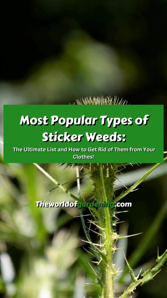 Most Popular Types of Sticker Weeds The Ultimate List and How to Get Rid of Them from Your Clothes! pinterest image