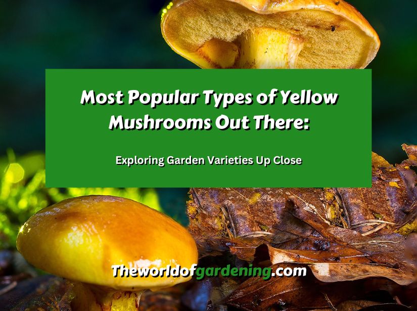 Most Popular Types of Yellow Mushrooms Out There Exploring Garden Varieties Up Close featured image