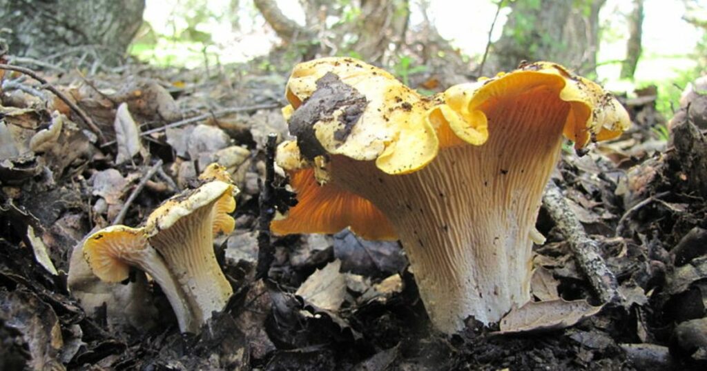 Mud Puppy Mushroom (Cantharellus Californicus)