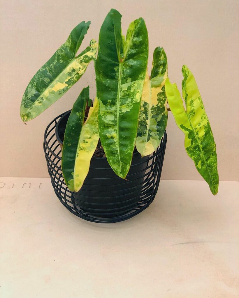 Philodendron Billietiae (Variegated)