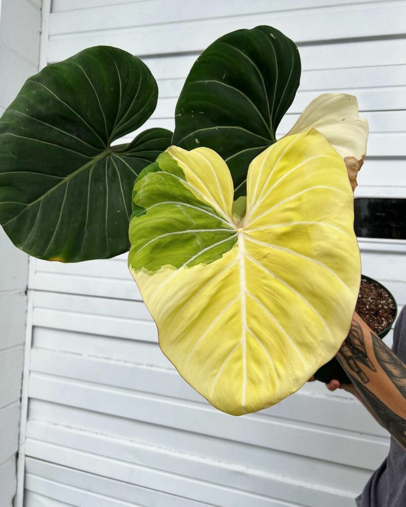 Philodendron Gloriosum (Variegated)