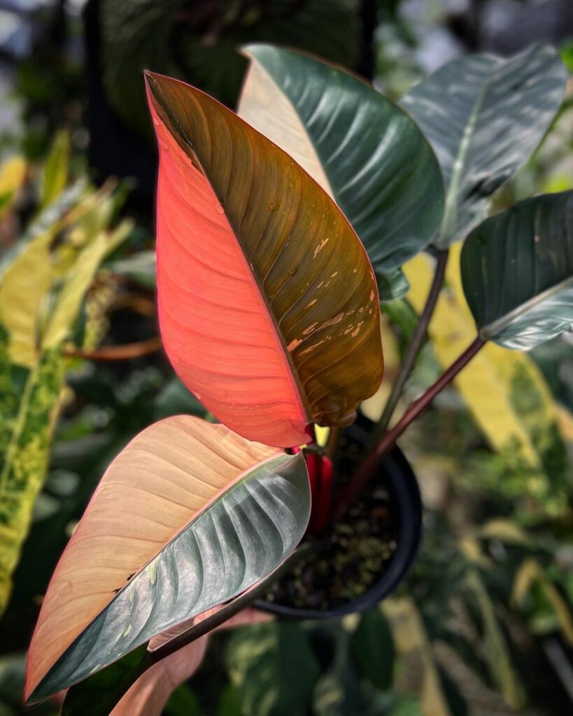 Philodendron Red Congo (Variegated)