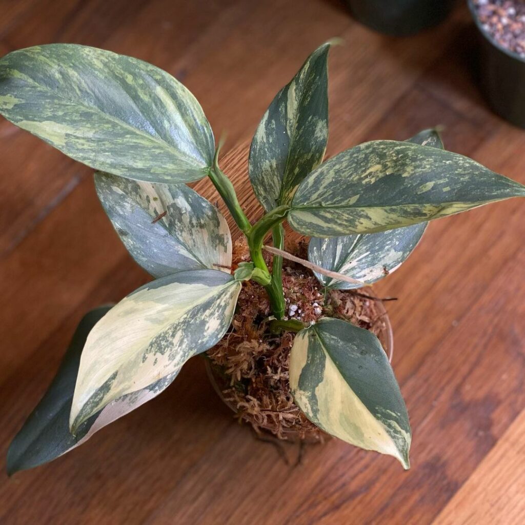 Philodendron Silver Sword (Variegated)