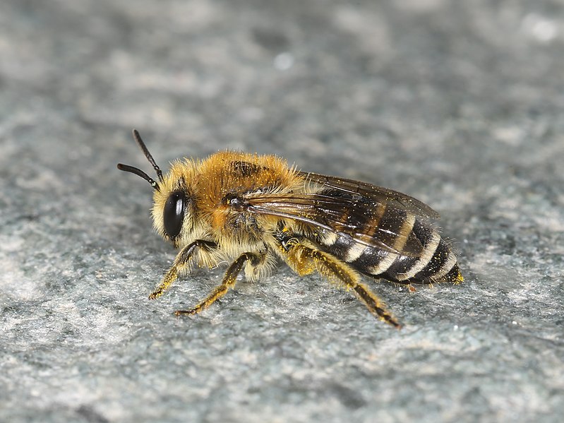 Plaster Bees (Colletes)