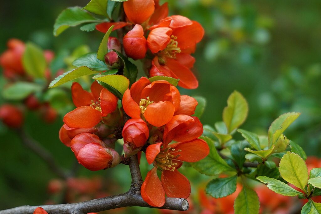 Quince Red Flower
