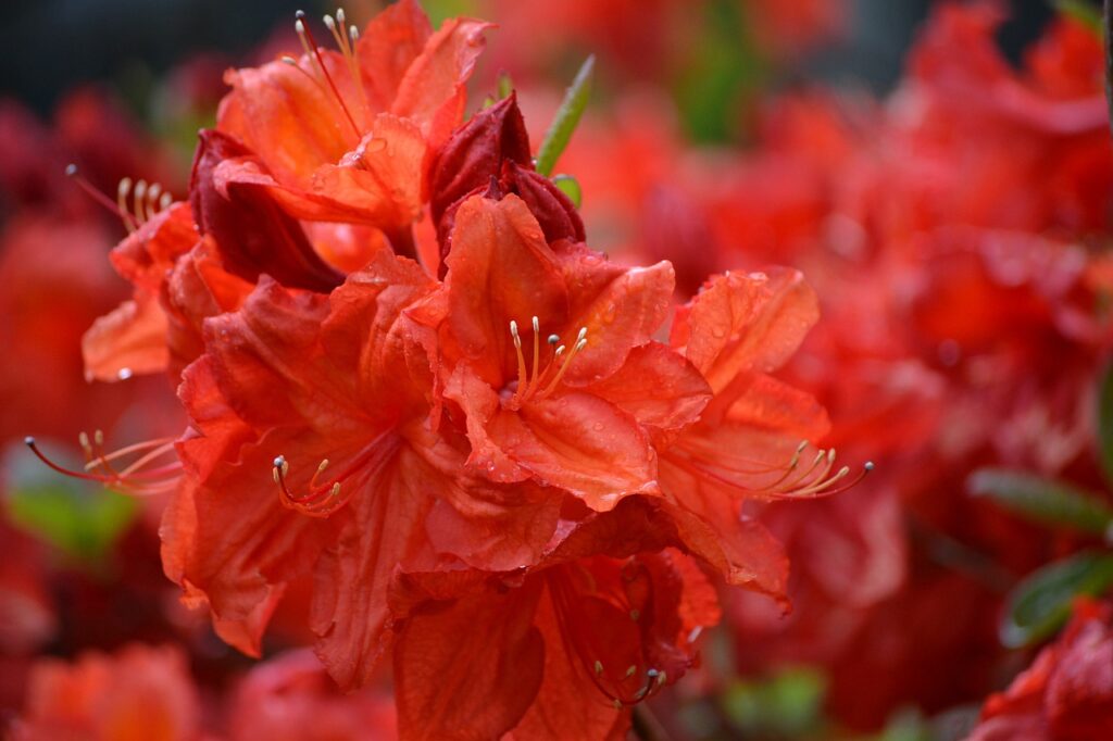 Red Flowering Azalea Shrubs (Rhododendron spp.)