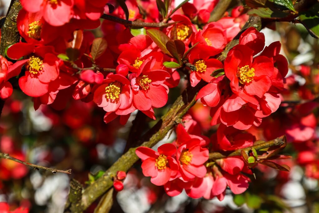 Red-Flowering Chinese Quince (Chaenomeles speciosa)