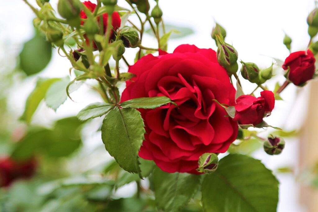 Red Flowering Rose Bushes (Rosa)