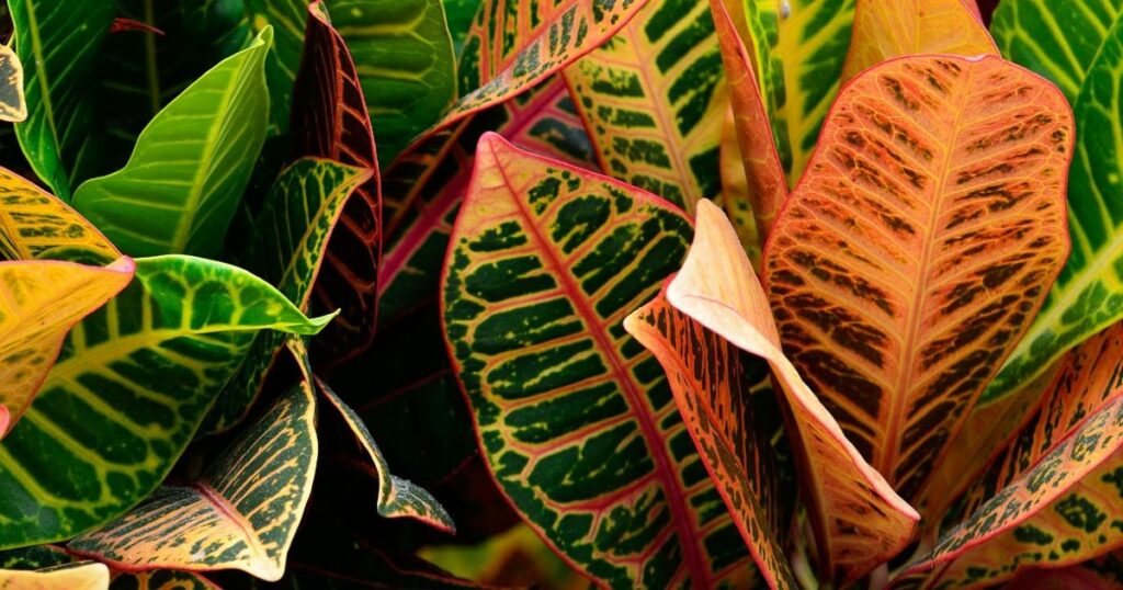 Red and Green Croton Plants Leaves