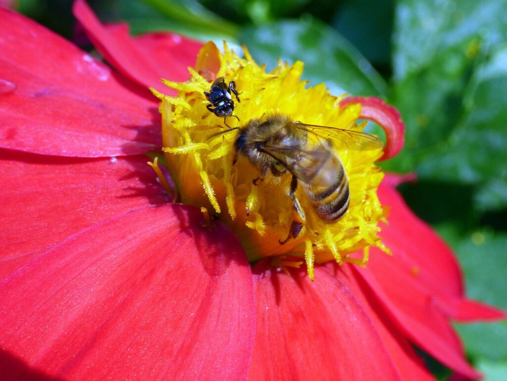 Stingless Bees (Meliponini)