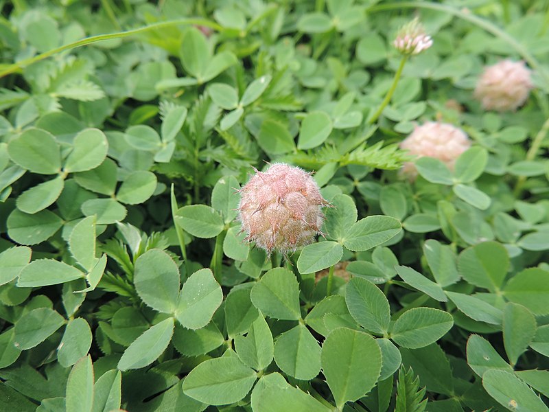 Strawberry Clover (Trifolium Fragiferum)