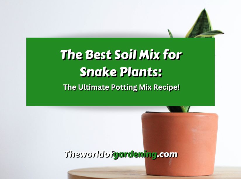 The Best Soil Mix for Snake Plants The Ultimate Potting Mix Recipe! featured image