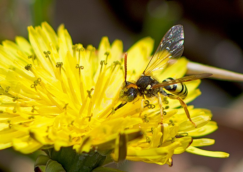 The Yellow-Legged Nomad Bee (Nomada Succincta)