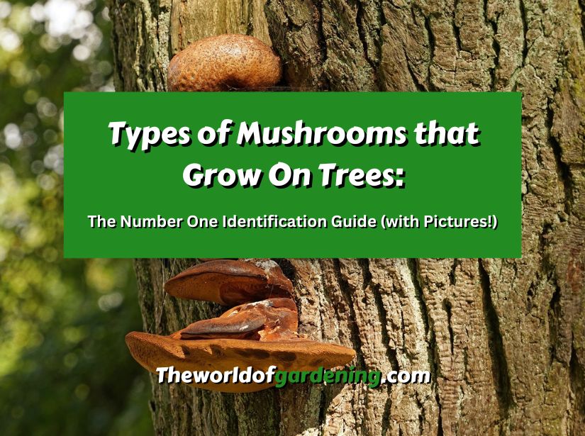 Types of Mushrooms that Grow On Trees The Number One Identification Guide (with Pictures!) featured image