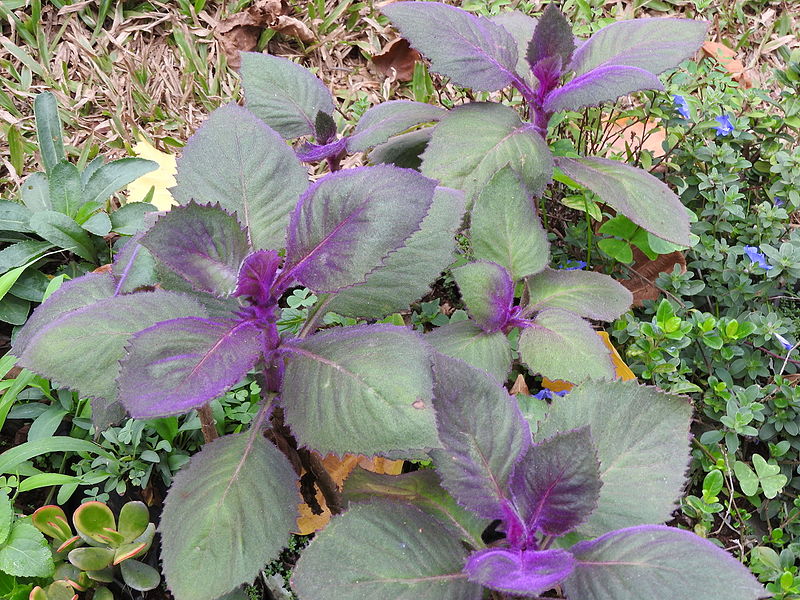 Velvet Plant (Gynura Aurantiaca)
