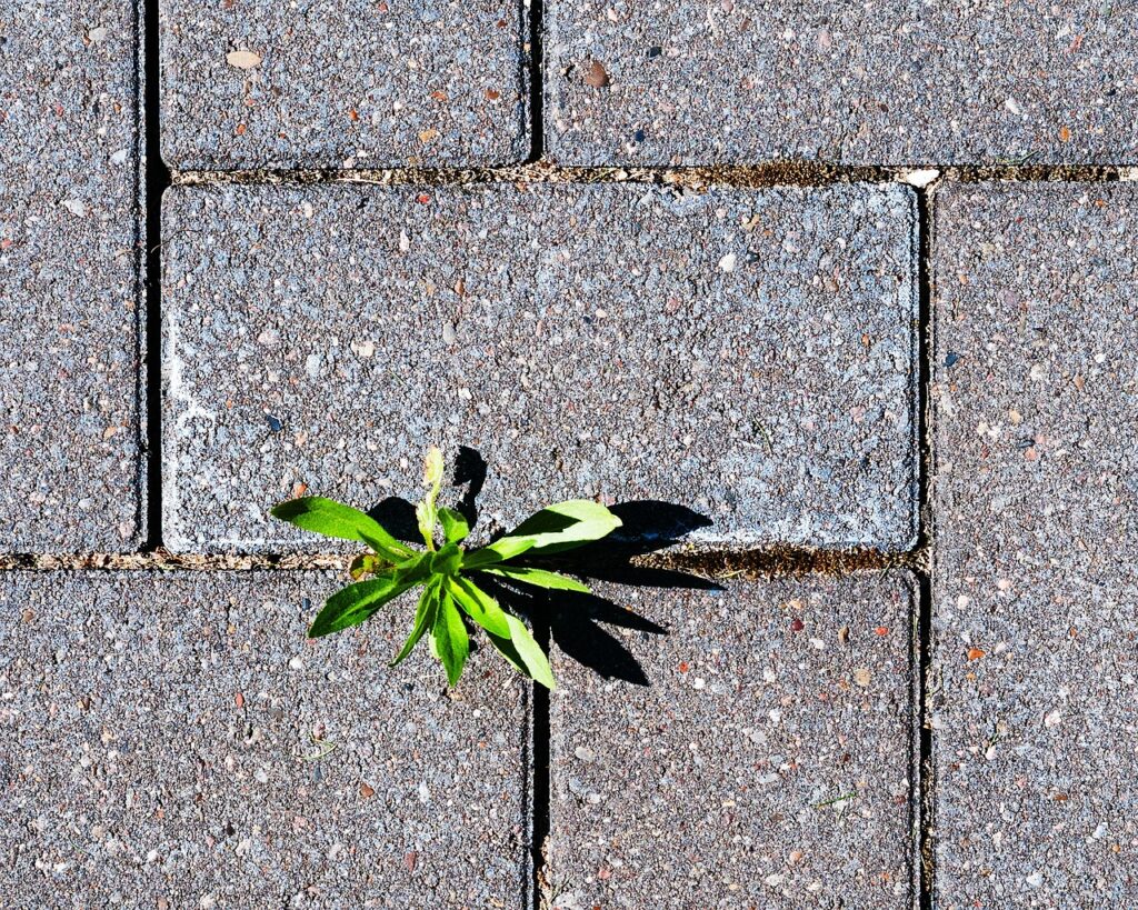 Weed Plant on a Pavement
