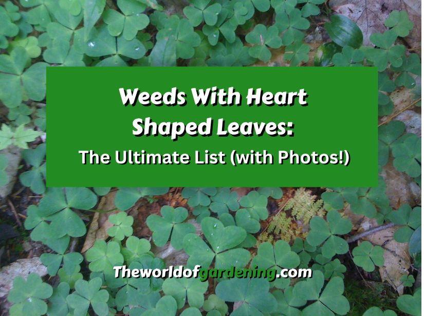 Weeds With Heart Shaped Leaves The Ultimate List (with Photos!) featured image