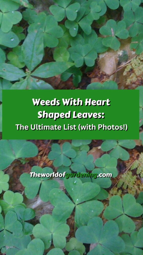 Weeds With Heart Shaped Leaves The Ultimate List (with Photos!) pinterest image