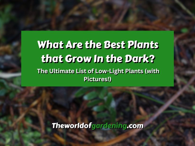 What Are the Best Plants that Grow In the Dark The Ultimate List of Low-Light Plants (with Pictures!) featured image