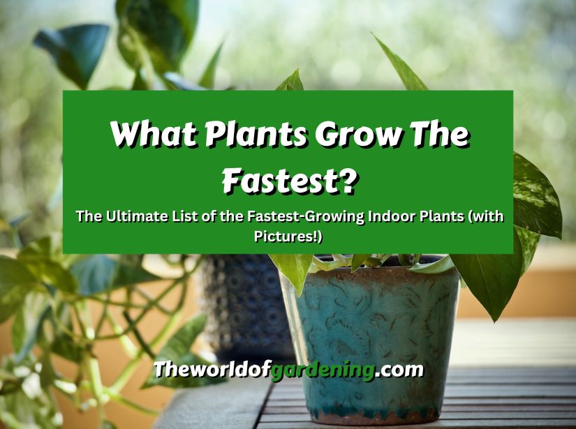 What Plants Grow The Fastest The Ultimate List of the Fastest-Growing Indoor Plants (with Pictures!) featured image